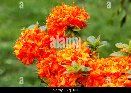 Rhododendron 'Harlequin', la floraison Banque D'Images