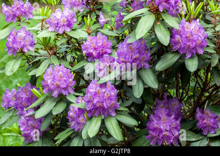 Blue Rhododendron 'Blutopia', arbuste à fleurs dans le jardin Banque D'Images