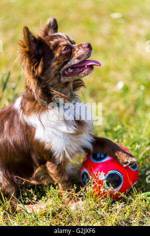 Chien avec ballon Banque D'Images