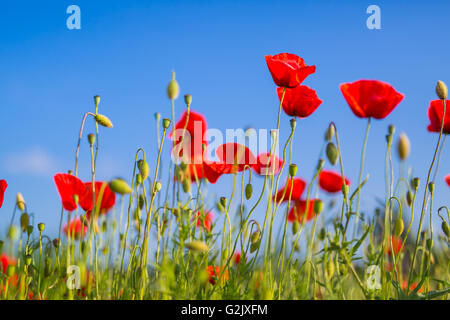 Belles couleurs moody champ de coquelicots Banque D'Images