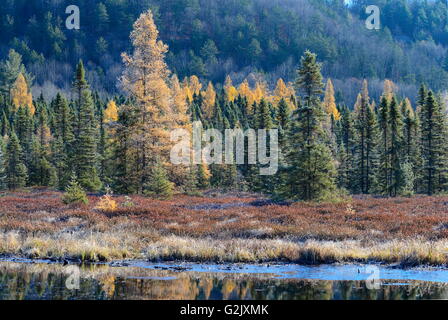 Frosty Tamarac arbres le long du ruisseau Costello, Algonquin Park, Ontario, Canada Banque D'Images