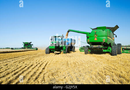 Les récoltes de blé d'hiver une moissonneuse-batteuse pendant le déchargement dans un wagon de grain (grain panier), près de Niverville, au Manitoba, Canada Banque D'Images