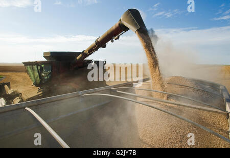 Une moissonneuse-batteuse en pois jaune vis sans fin dans un camion agricole au cours de la récolte de pois jaune près de Winnipeg Manitoba Canada Banque D'Images