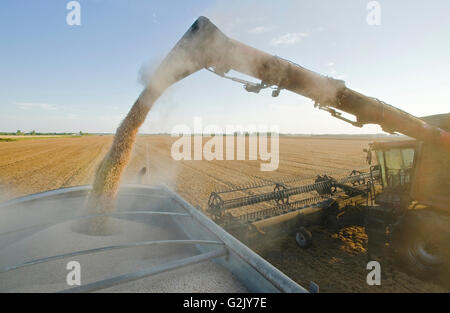 Une moissonneuse-batteuse en pois jaune vis sans fin dans un camion agricole au cours de la récolte de pois jaune près de Winnipeg Manitoba Canada Banque D'Images