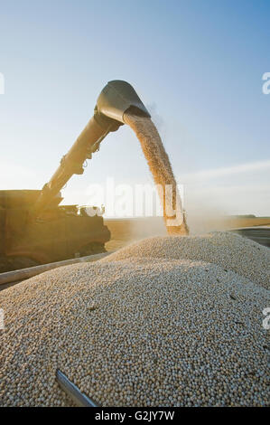 Les vis d'une moissonneuse-batteuse en pois jaune dans un camion agricole au cours de la récolte de pois jaune près de Winnipeg, Manitoba, Canada Banque D'Images