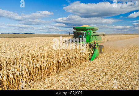 Une moissonneuse-batteuse travaille dans une alimentation de la maturité du maïs-grain/près de Niverville, au Manitoba, Canada Banque D'Images