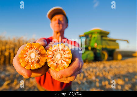 Un homme détient le maïs-grain/d'alimentation à côté d'une moissonneuse-batteuse rempli de la récolte, près de Niverville, au Manitoba, Canada Banque D'Images