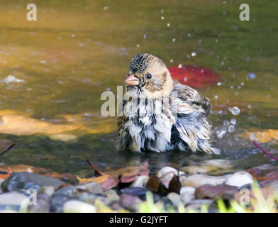 Un Harris's Sparrow, Zonotrichia querula,baignade dans un étang à l'automne, en Saskatchewan, Canada Banque D'Images