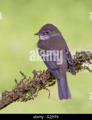 Le moucherolle tchébec (Empidonax minimus) (également appelé chebec ou chebecker après son qu'il fait) un petit oiseaux insectivores. Banque D'Images