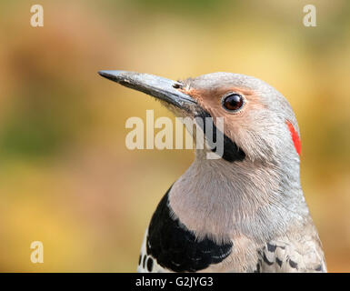 Le pic flamboyant (Colaptes auratus) est un membre de la famille PIC. Banque D'Images