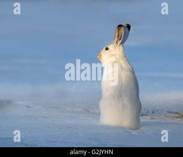 Le lièvre (Lepus americanus), aussi appelé le lièvre variable, ou le lapin, est une espèces de lièvres trouvés en Amérique du Nord Banque D'Images