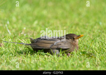 Les jeunes - Pelouse sur Blackbird Turdus merula Banque D'Images