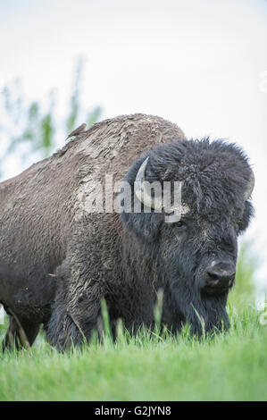 American bison, Bison bison, le parc national Elk Island, en Alberta Banque D'Images