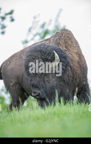 American bison, Bison bison, le parc national Elk Island, en Alberta Banque D'Images