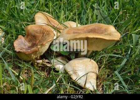 St George's - Champignons Calocybe gambosa de plus en plus pré Banque D'Images