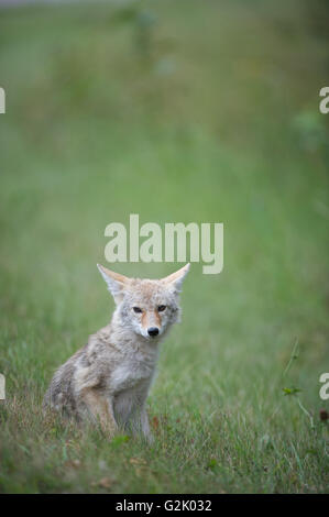 Canis latrans, coyote, montagnes Rocheuses, Alberta, Canada Banque D'Images