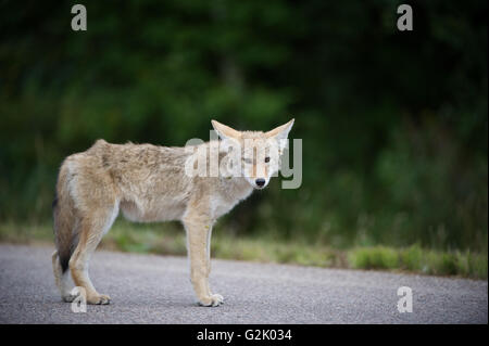 Canis latrans, coyote, montagnes Rocheuses, Alberta, Canada Banque D'Images