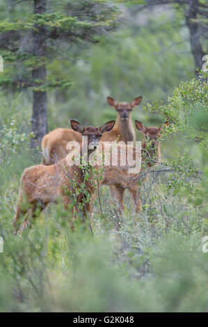 Cervus canadensis nelsoni, Rocky Mountain Elk, rut, Alberta, Canada, mollet Banque D'Images