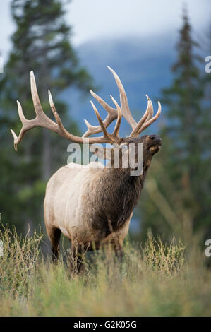 Cervus canadensis nelsoni, Rocky Mountain Elk, rut, Alberta, Canada Banque D'Images