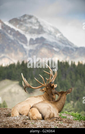 Un taureau et les wapitis, Cervus canadensis nelsoni, reposer sur un belvédère panoramique dans les régions rurales de l'Alberta En Alberta, Canada, Banque D'Images