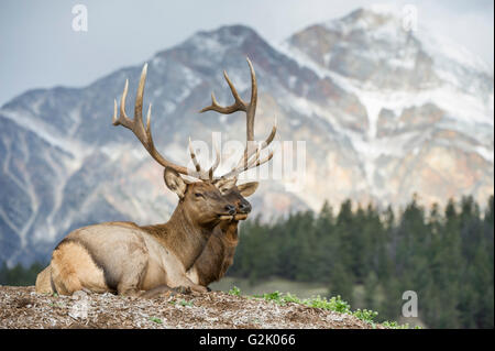 Un taureau et les wapitis, Cervus canadensis nelsoni, reposer sur un belvédère panoramique dans les régions rurales de l'Alberta En Alberta, Canada, Banque D'Images