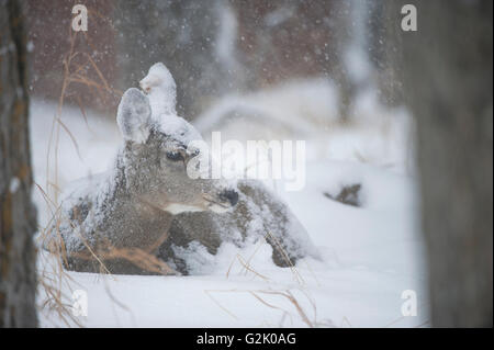 Odocoileus hemionus, le cerf mulet, le DOE, femme, Alberta, Canada Banque D'Images