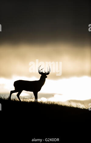 Cerf, cerf, Odocoileus virginianus, buck, homme, montagnes rocheuses, Montana, United States, Banque D'Images