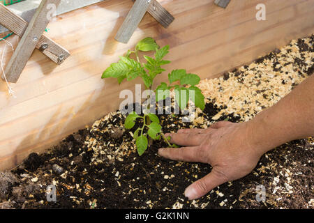 Gros plan d'une femme travaillant dans le jardin et les plantes de légumes en serre. Banque D'Images