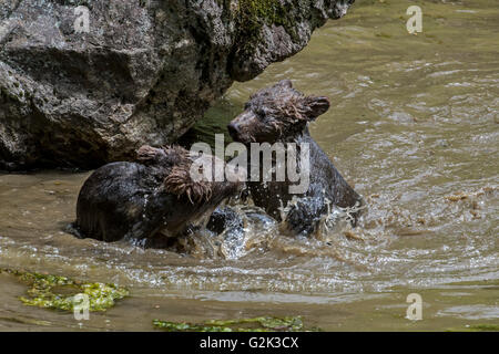 Ludique deux ours brun (Ursus arctos) d'oursons s'amusant par playfighting dans l'eau de l'étang au printemps Banque D'Images