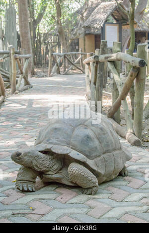 Close-up d'une tortue géante d'Aldabra, Aldabrachelys gigantea, sur une chaussée pavée en plein jour Banque D'Images