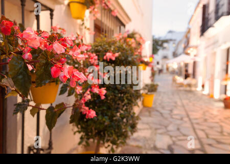 Pot de fleur fleur et pittoresques rues bordées d'arbres dans la vieille ville d'Estepona, Espagne, Andalousie, Europe Banque D'Images