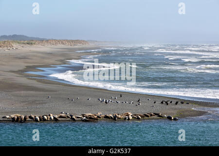Embouchure de la rivière Smith, l'océan Pacifique, des phoques, lions de mer, les mouettes et cormorans à aigrettes se reposant sur la plage. Banque D'Images
