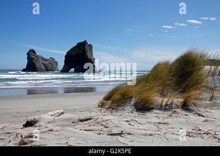 Golden Bay travel fonction, Nelson, Nouvelle-Zélande : Un vent d'occident très fort les herbes à Wharariki Beach Blast Banque D'Images