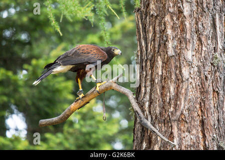 Un Harris Parabuteo unicinctus, l'épervier, perché sur une branche d'un arbre Banque D'Images