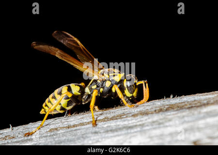 Plan macro sur une surface en bois reposant sur le wasp Banque D'Images