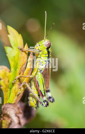 Plan Macro sur un green cricket sur une feuille Banque D'Images