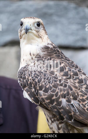 Un faucon sacre, Falco cherrug, looking at camera. Cette espèce se reproduit à partir de l'Europe de l'est toute l'Asie pour la Mandchourie Banque D'Images
