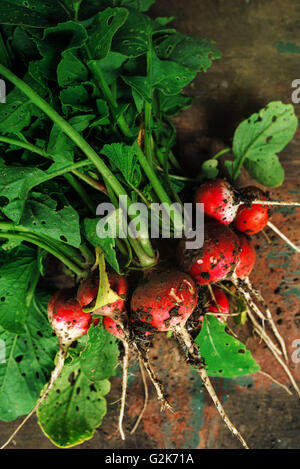 Radis rouge biologique fraîchement cueillies sur table en bois, le sol de la saleté sur les légumes, selective focus Banque D'Images