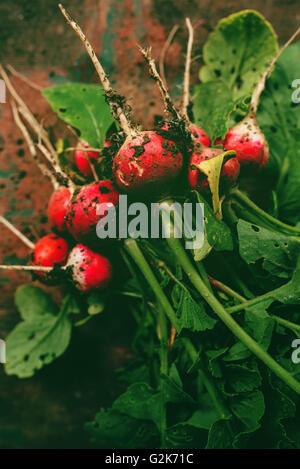 Radis rouge biologique fraîchement cueillies sur table en bois, le sol de la saleté sur les légumes, selective focus Banque D'Images