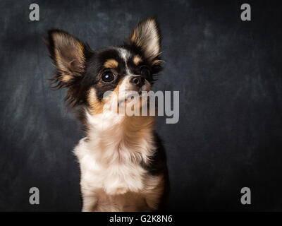 Minnie la très petite Chihuahua en face de Fond gris Banque D'Images