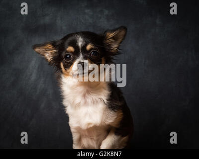 Minnie la très petite Chihuahua en face de Fond gris Banque D'Images