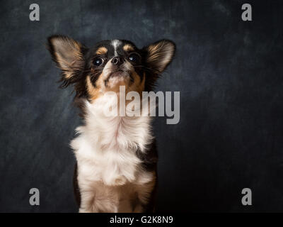 Minnie la très petite Chihuahua en face de Fond gris Banque D'Images