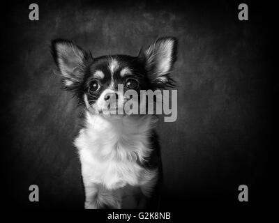 Minnie la très petite Chihuahua en face de Fond gris Banque D'Images