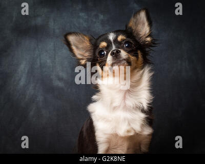 Minnie la très petite Chihuahua en face de Fond gris Banque D'Images