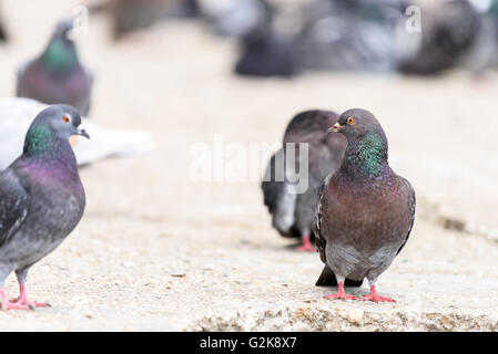 Groupe de Pigeons marche sur route Banque D'Images