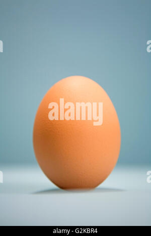 Seul Brown Egg Banque D'Images