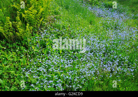 Forget-me-not (Myosotis sp.) Alma Nouveau-Brunswick Canada Banque D'Images