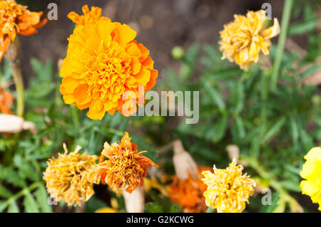 Belle fleur orange et jaune Banque D'Images