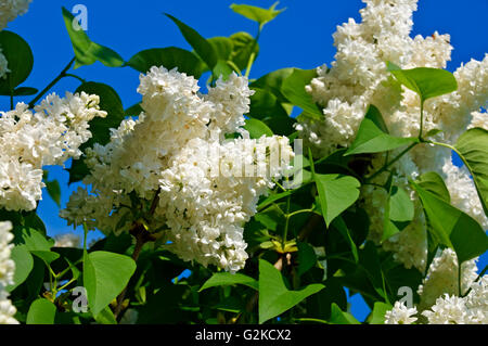 Fleurs lilas blanc (Syringa vulgaris), Nordrhein-Westfalen, Allemagne Banque D'Images