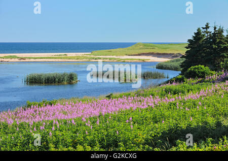 Fireweed le long du golfe du Saint-Laurent Prêtre Pond Prince Edward Island Canada Banque D'Images